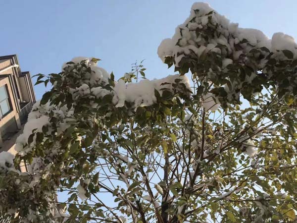 被告人家屬積極賠償能否作為應當型從輕處罰情節？上海刑事案件知名律師來回答