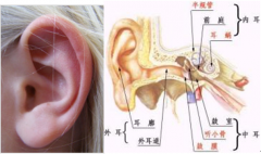 鼓膜穿孔是否構(gòu)成輕傷?